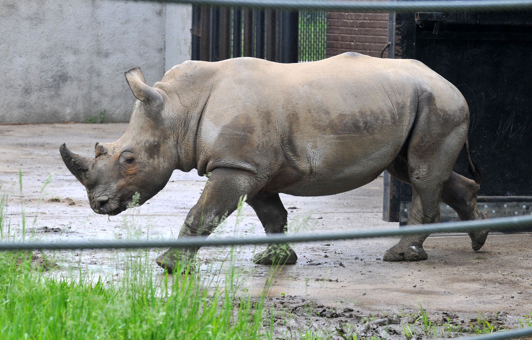 052921-qc-nws-rhino-052
